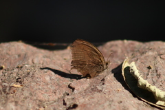 Pindis squamistriga