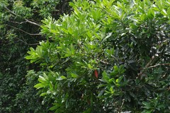 Protorhus longifolia