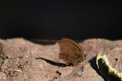 Pindis squamistriga