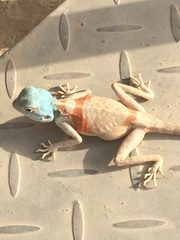 Pseudotrapelus jensvindumi