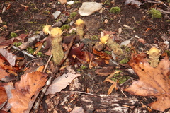 Diaporthe kalmiae