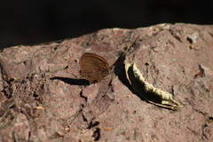 Pindis squamistriga