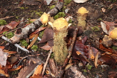 Diaporthe kalmiae