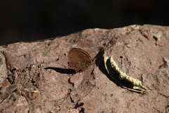 Pindis squamistriga