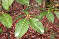 Mycosphaerella colorata