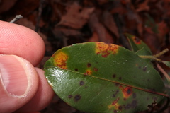 Diaporthe kalmiae