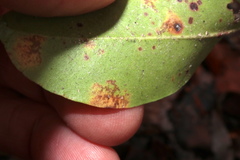 Diaporthe kalmiae