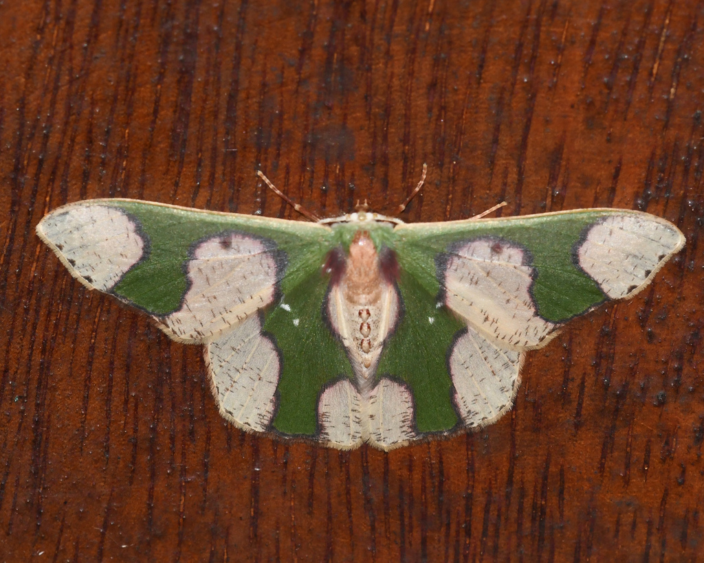 Oospila concinna
