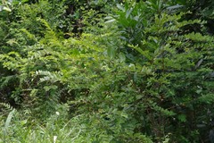 Englerodaphne ovalifolia