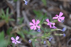 Phlox speciosa