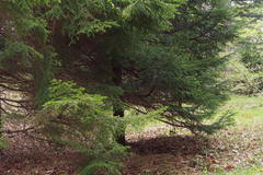 Picea glehnii