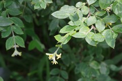 Englerodaphne ovalifolia