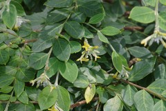 Englerodaphne ovalifolia