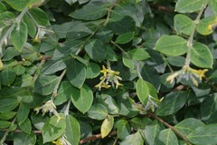 Englerodaphne ovalifolia