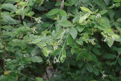 Englerodaphne ovalifolia