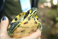 Trachemys scripta scripta