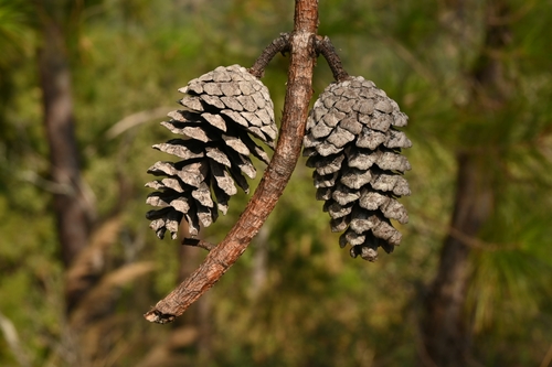 Image of Pinus jaliscana by (c) Dante S. Figueroa, some rights reserved (CC BY-SA)