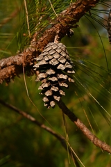 Pinus jaliscana
