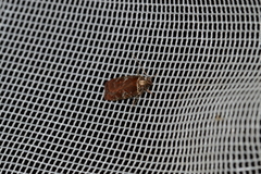 Agonopterix lythrella