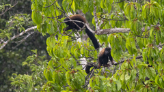 Chiropotes sagulatus