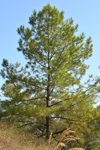 Image of Pinus jaliscana by (c) Dante S. Figueroa, some rights reserved (CC BY-SA)