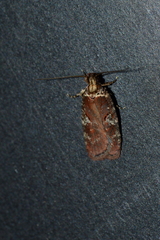 Agonopterix lythrella