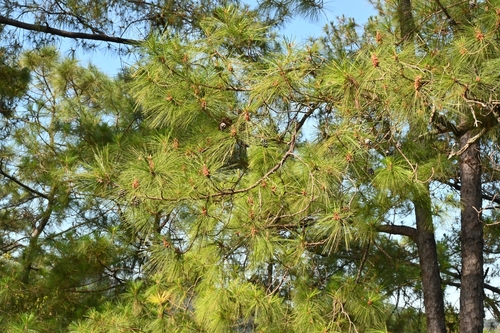 Image of Pinus jaliscana by (c) Dante S. Figueroa, some rights reserved (CC BY-SA)