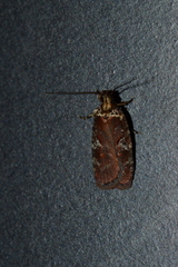Agonopterix lythrella