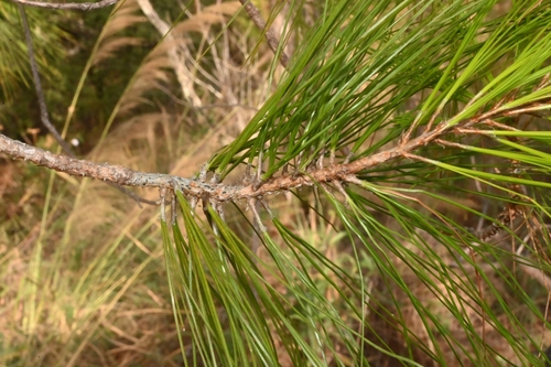 Image of Pinus jaliscana by (c) Dante S. Figueroa, some rights reserved (CC BY-SA)