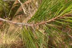 Pinus jaliscana