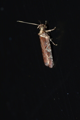 Agonopterix lythrella