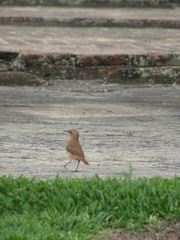 Furnarius rufus