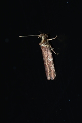 Agonopterix lythrella