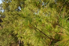 Pinus jaliscana