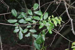 Dalbergia obovata