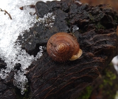 Cryptomastix germana
