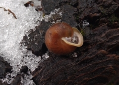 Cryptomastix germana