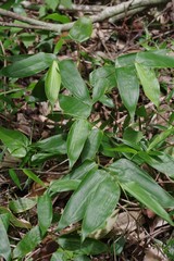 Olyra latifolia