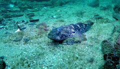 Toad Goby photo 4