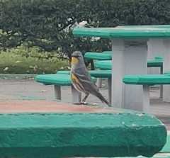Setophaga coronata