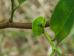 Camponotus arboreus