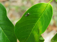 Camponotus arboreus