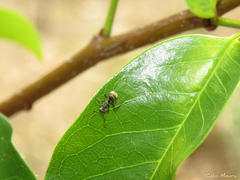 Camponotus arboreus