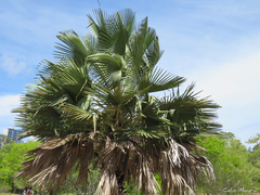 Copernicia prunifera