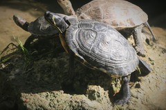 Trachemys scripta scripta