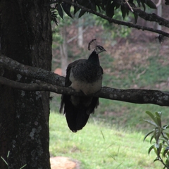 Pavo cristatus