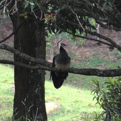 Pavo cristatus