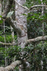 Cassipourea gummiflua