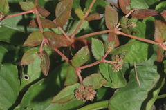 Euphorbia nocens