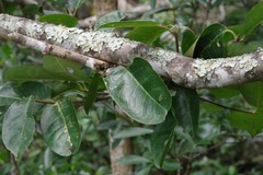 Cassipourea gummiflua